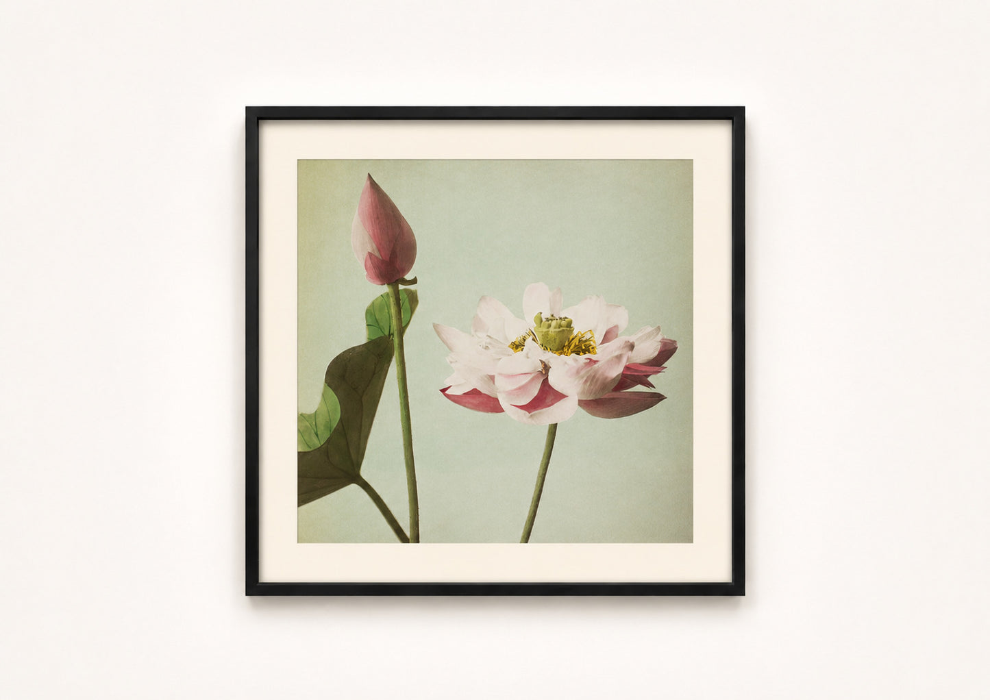 Ogawa Kazumasa — Lotus