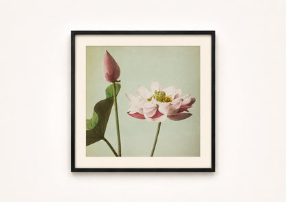 Ogawa Kazumasa — Lotus