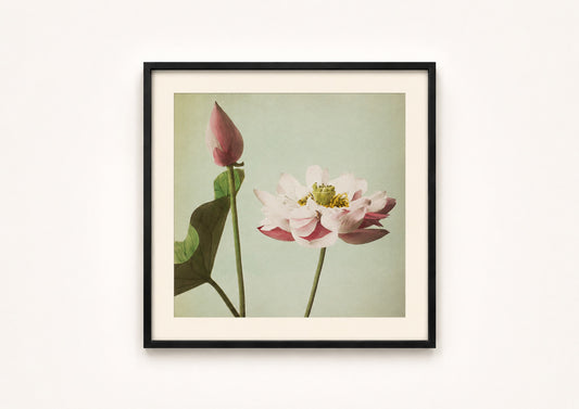Ogawa Kazumasa — Lotus