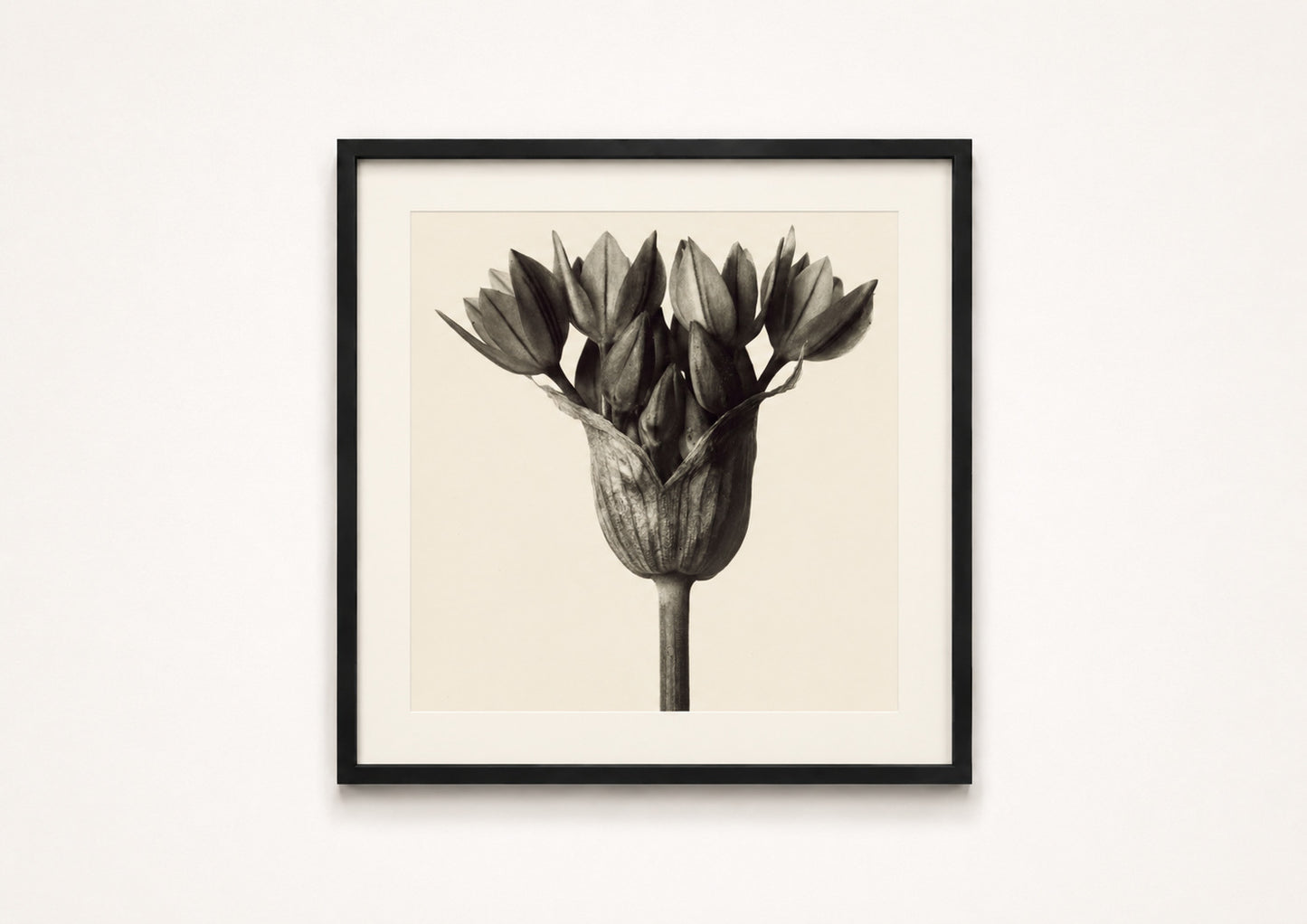 Karl Blossfeldt — Urformen der Kunst (Allium)