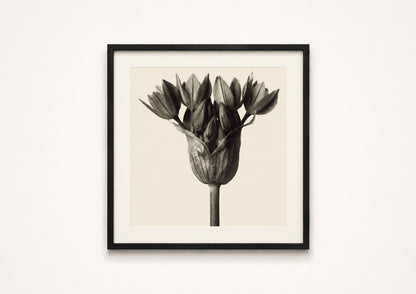 Karl Blossfeldt — Urformen der Kunst (Allium)