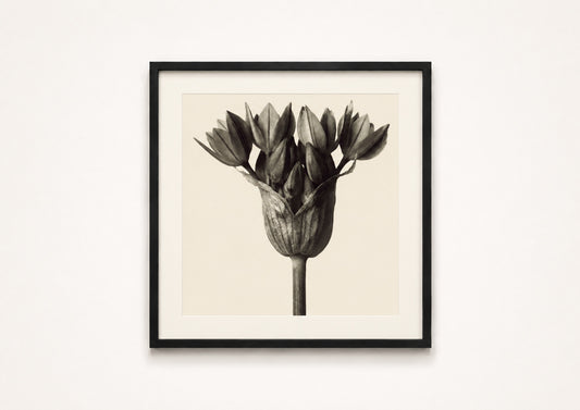 Karl Blossfeldt — Urformen der Kunst (Allium)