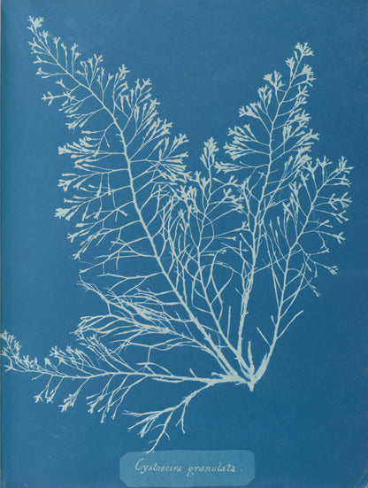Anna Atkins — Cystoseira granulata