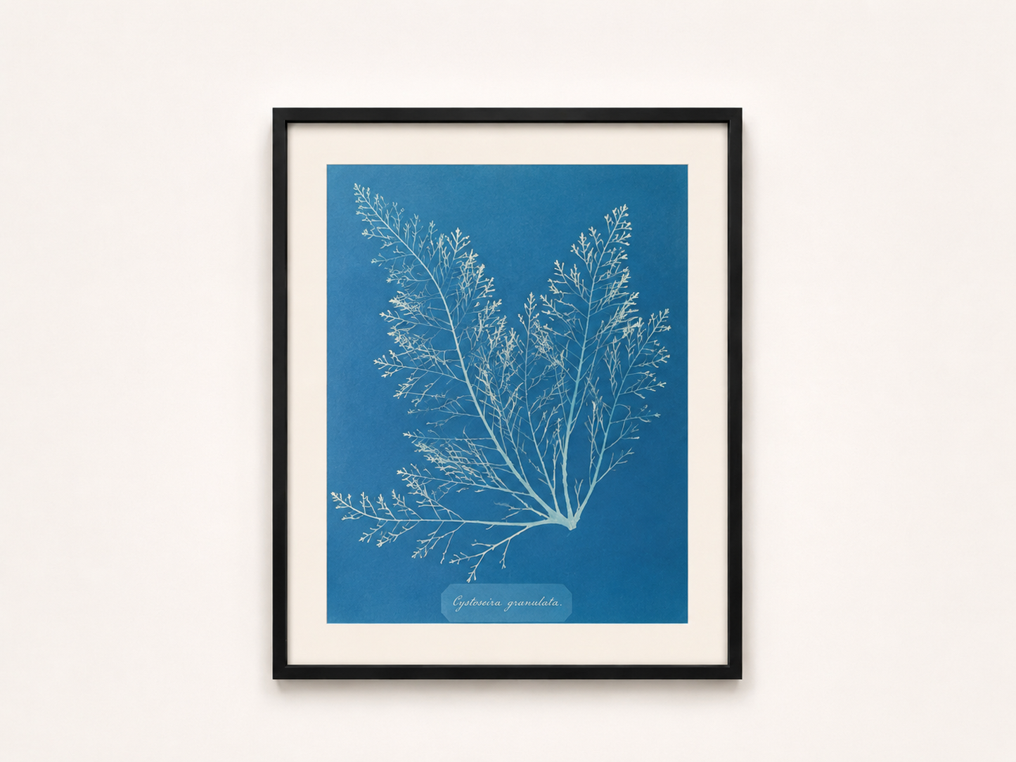 Anna Atkins — Cystoseira granulata