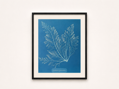 Anna Atkins — Cystoseira granulata