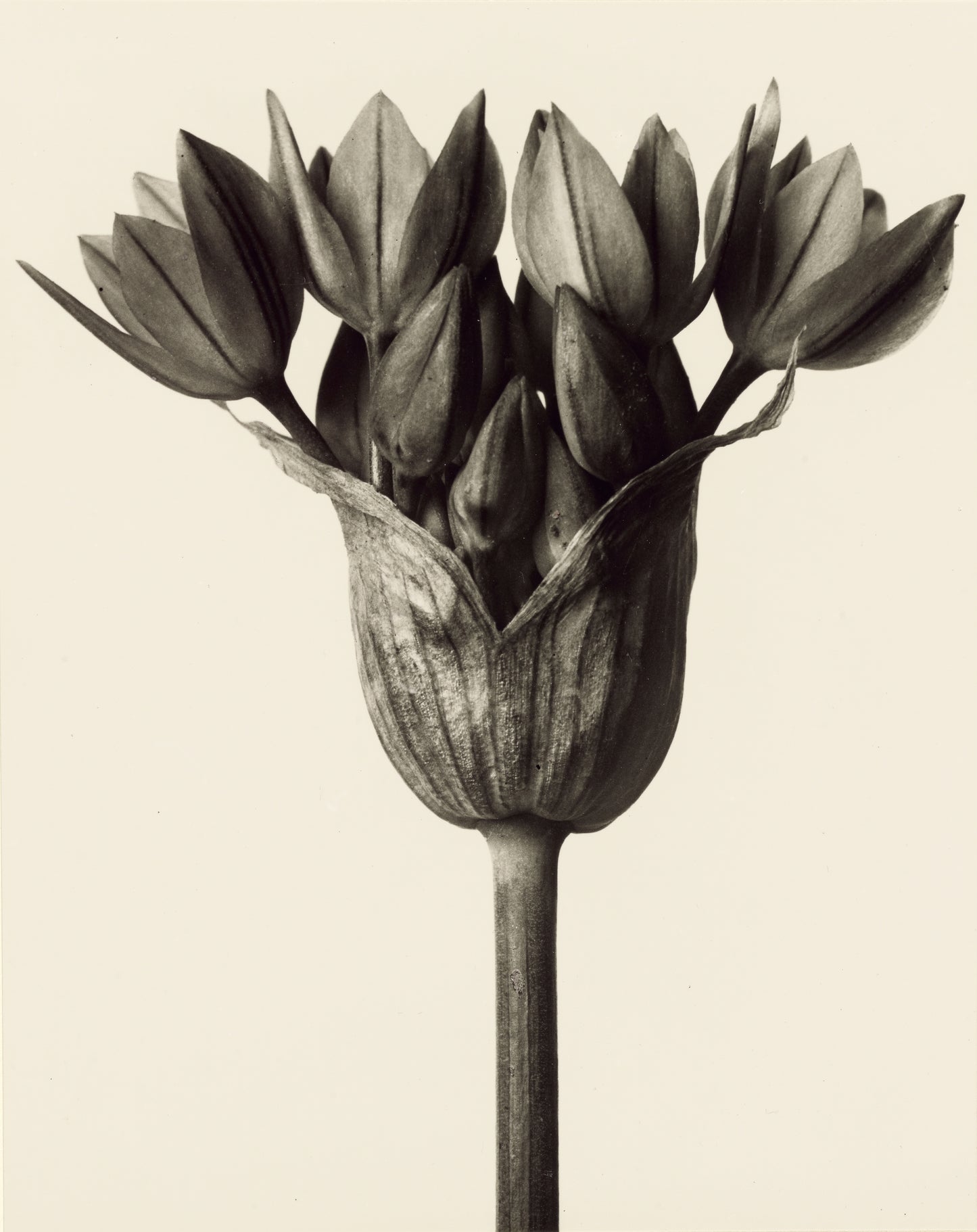 Karl Blossfeldt — Urformen der Kunst (Allium)