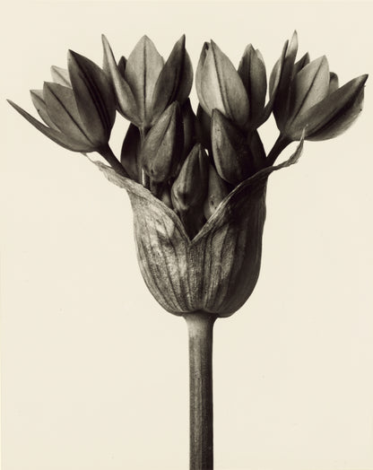 Karl Blossfeldt — Urformen der Kunst (Allium)