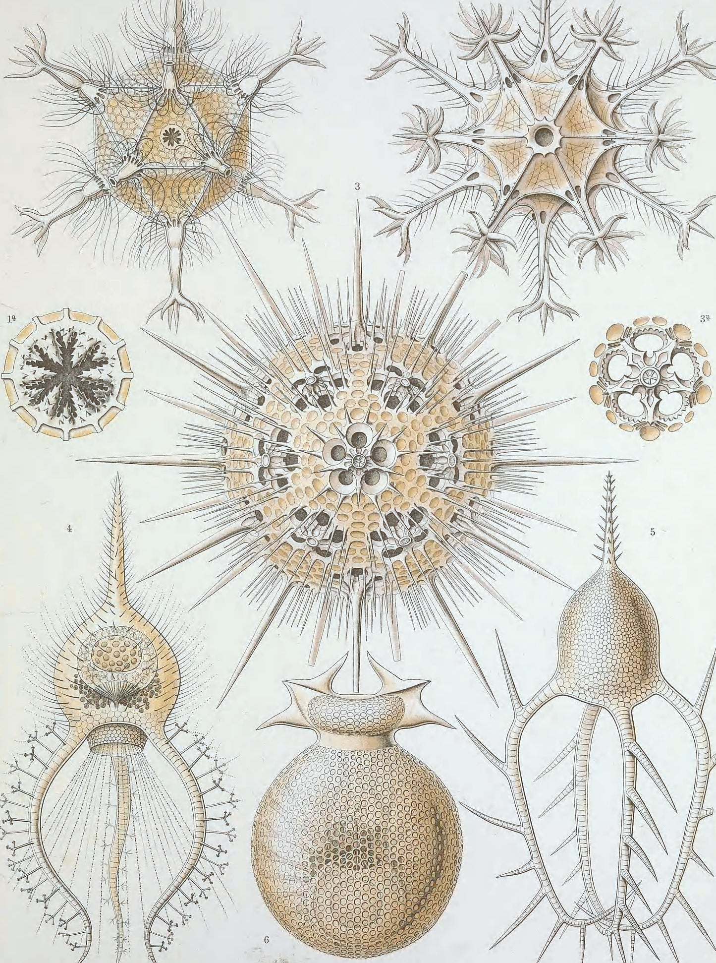 Ernst Haeckel — Kunstformen der Natur (Phaeodaria)