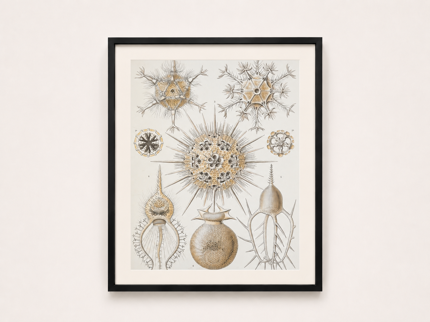 Ernst Haeckel — Kunstformen der Natur (Phaeodaria)