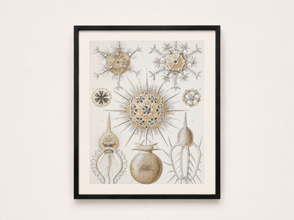 Ernst Haeckel — Kunstformen der Natur (Phaeodaria)