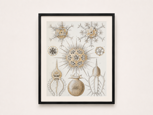 Ernst Haeckel — Kunstformen der Natur (Phaeodaria)