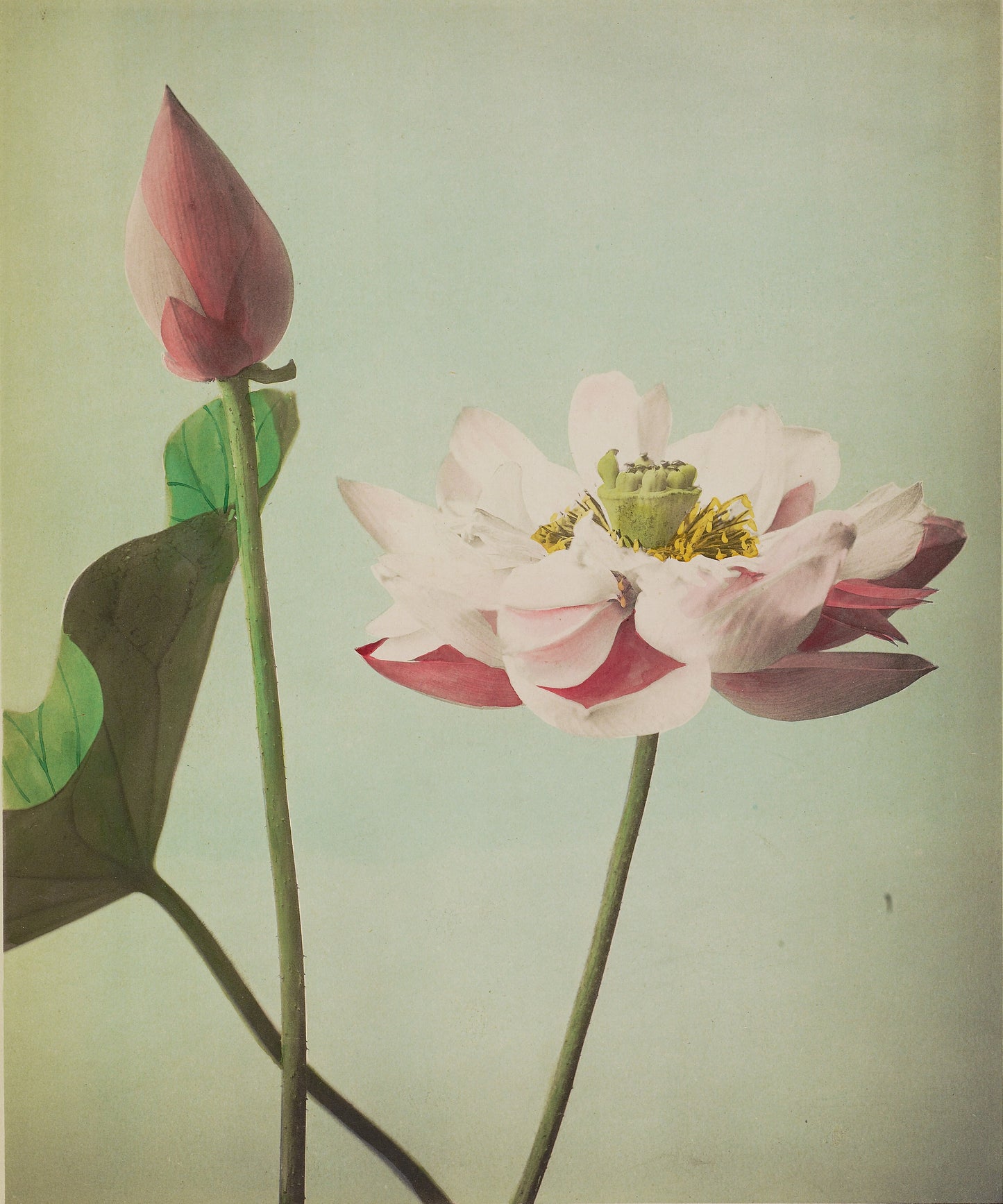 Ogawa Kazumasa — Lotus
