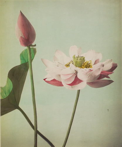 Ogawa Kazumasa — Lotus